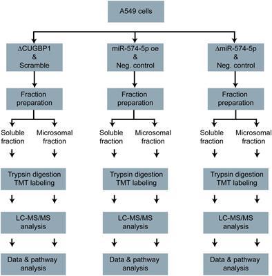 Proteomics-Based Characterization of miR-574-5p Decoy to CUGBP1 Suggests Specificity for mPGES-1 Regulation in Human Lung Cancer Cells